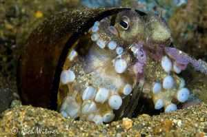 Hiding in Plain Sight.  I came across this octopus hiding... by Richard Witmer 